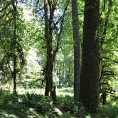 Review photo of North Fork Campground - Olympic National Park by Zach A., June 20, 2020