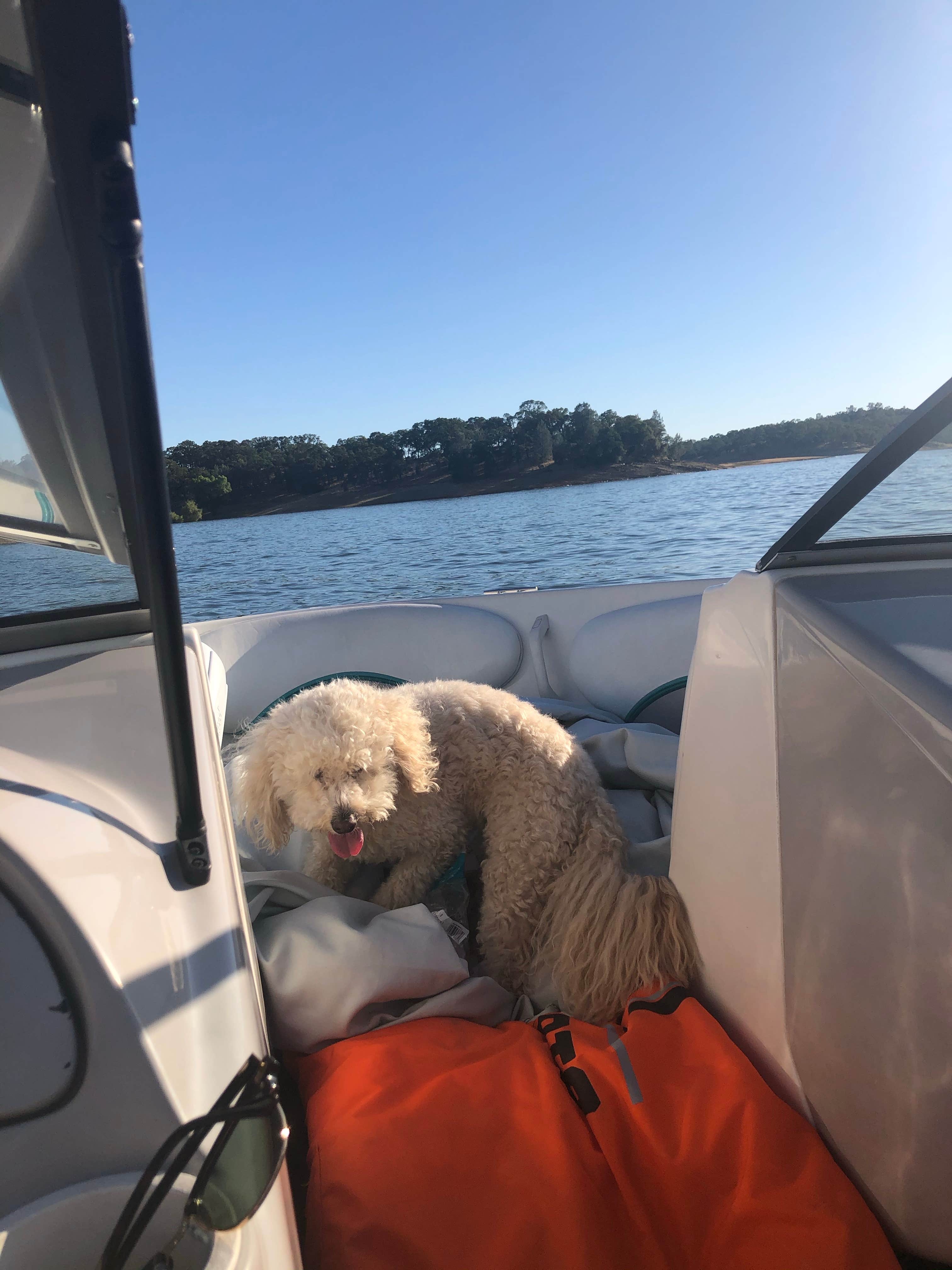 Cassidy Y.'s photo of camping with pets at Peninsula Campground — Folsom Lake State Recreation Area near Foresthill, CA