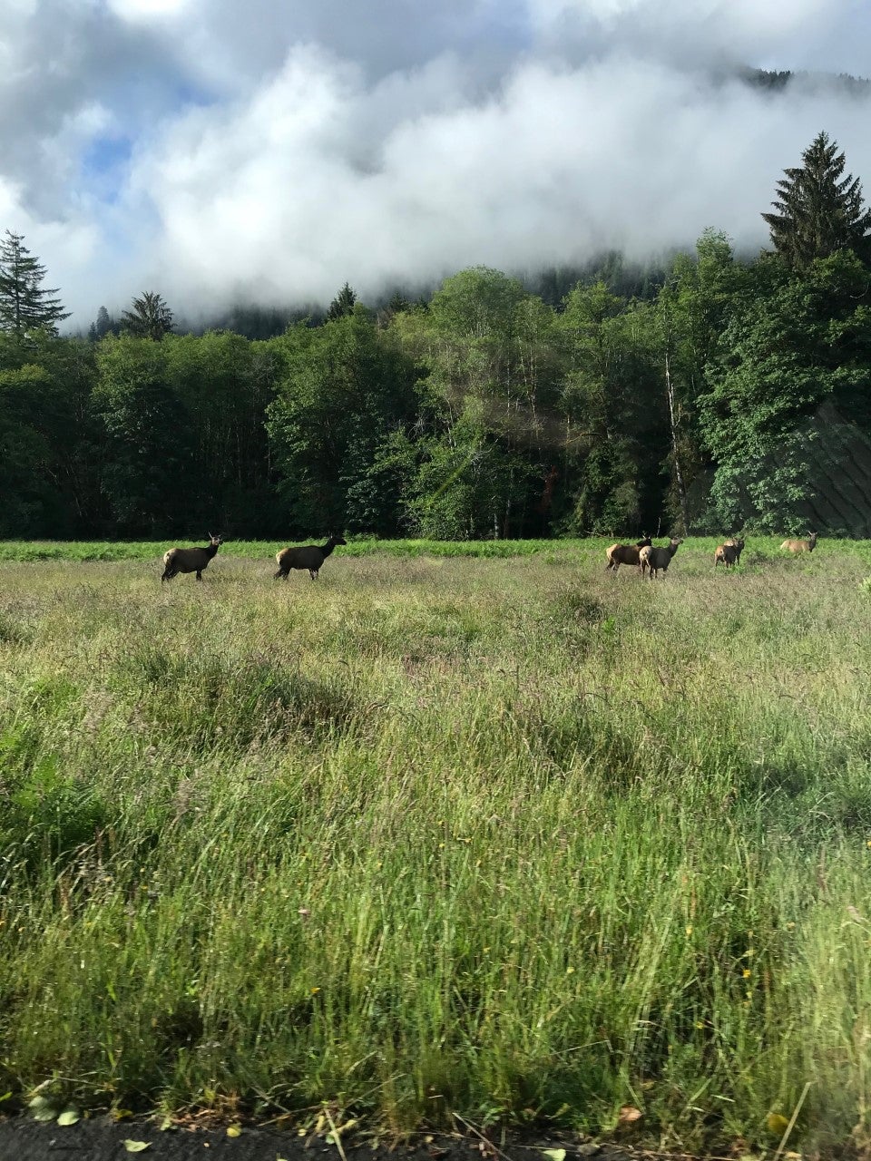 Morning elk on the drive in!