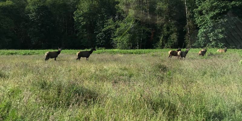 Camper submitted image from Gatton Creek Campground