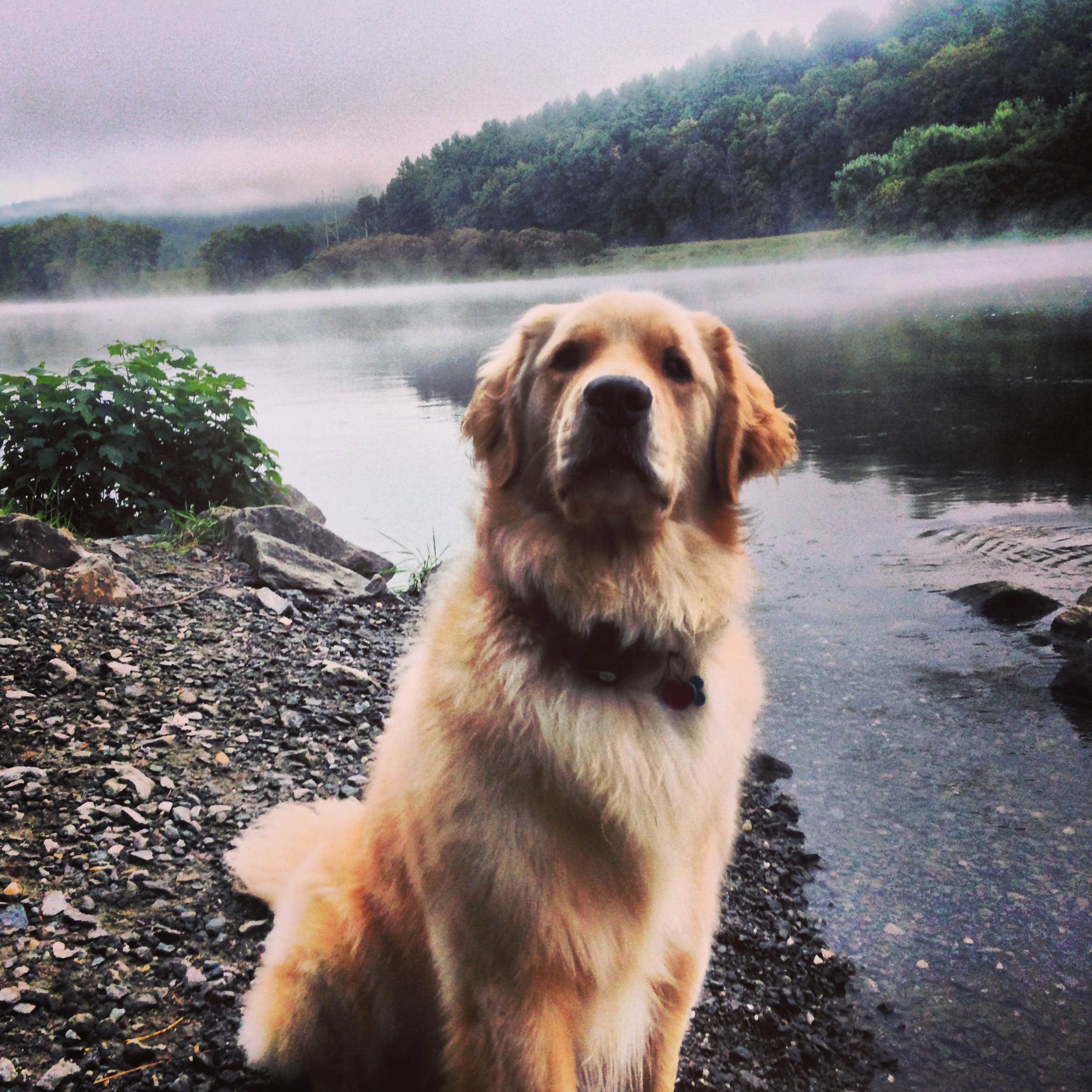 Tim K.'s photo of camping with pets at Molly Stark State Park Campground near Drury, MA