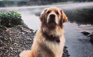 Tim K.'s photo of camping with pets at Molly Stark State Park Campground near Ashfield, MA