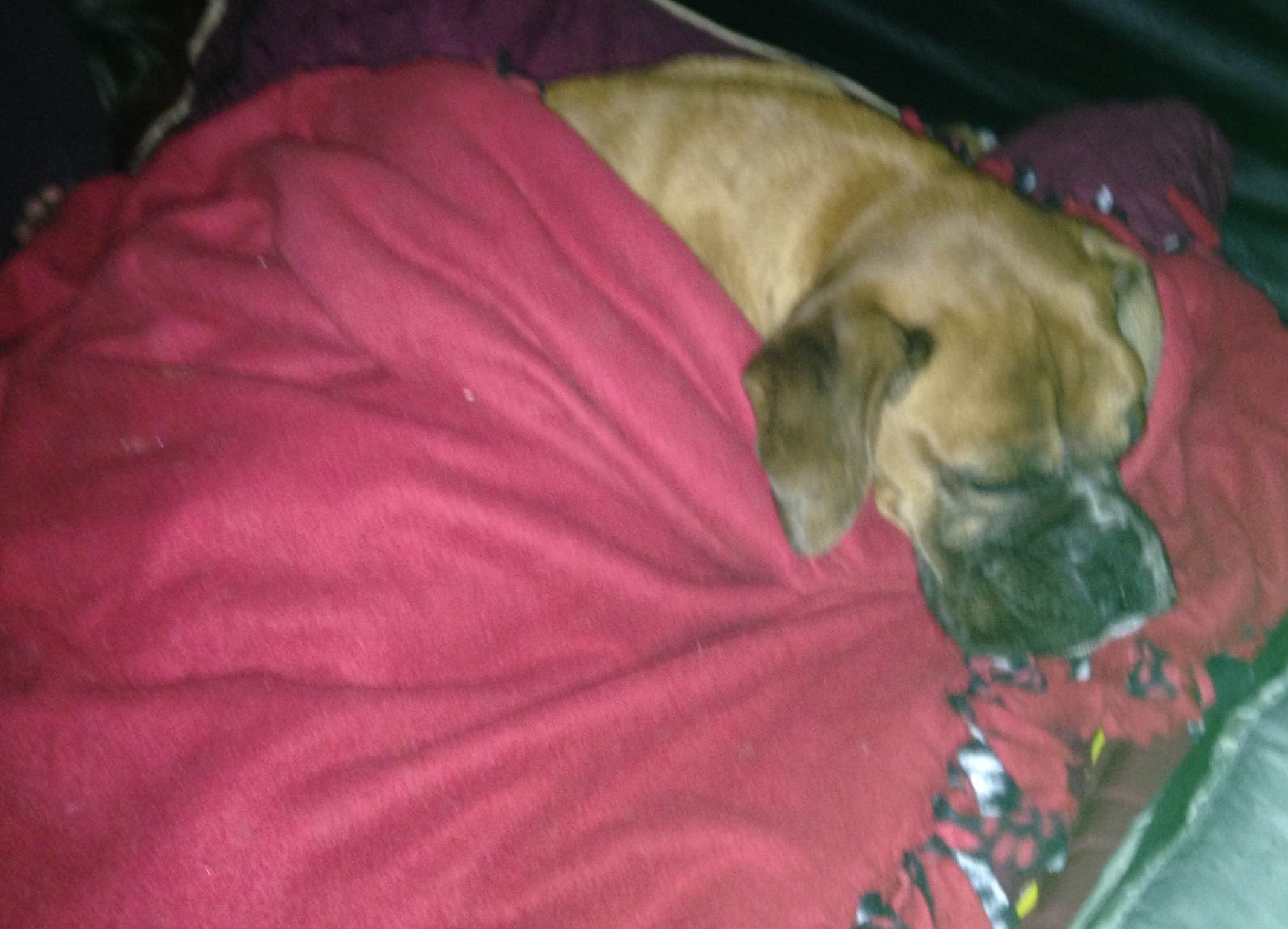 Charyl B.'s photo of camping with pets at Thousand Trails Bend-Sunriver near Deschutes & Ochoco National Forests & Crooked River National Grassland