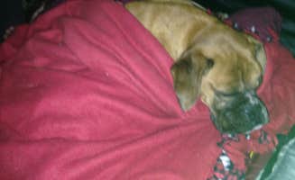 Charyl B.'s photo of camping with pets at Thousand Trails Bend-Sunriver near Fort Rock, OR