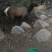 Review photo of Hualapai Mountain Park by Jessica W., June 20, 2020