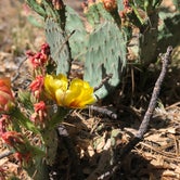 Review photo of Hualapai Mountain Park by Jessica W., June 20, 2020