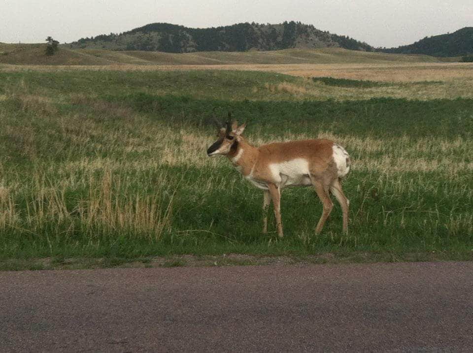 Camper-submitted photo at French Creek Camping Area near Buffalo Gap, SD