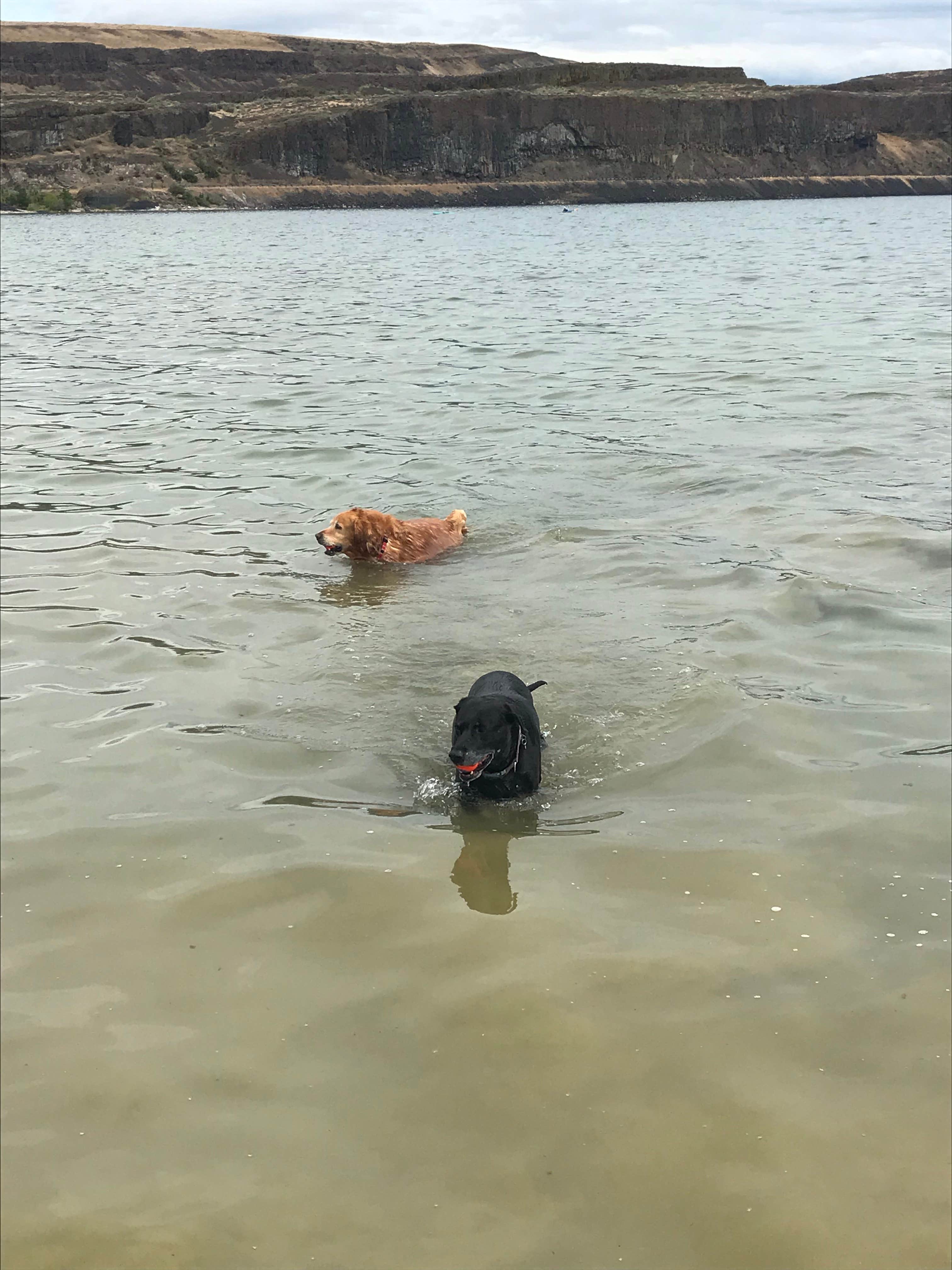 Justin  M.'s photo of camping with pets at Smokiam RV Resort near Moses Lake, WA