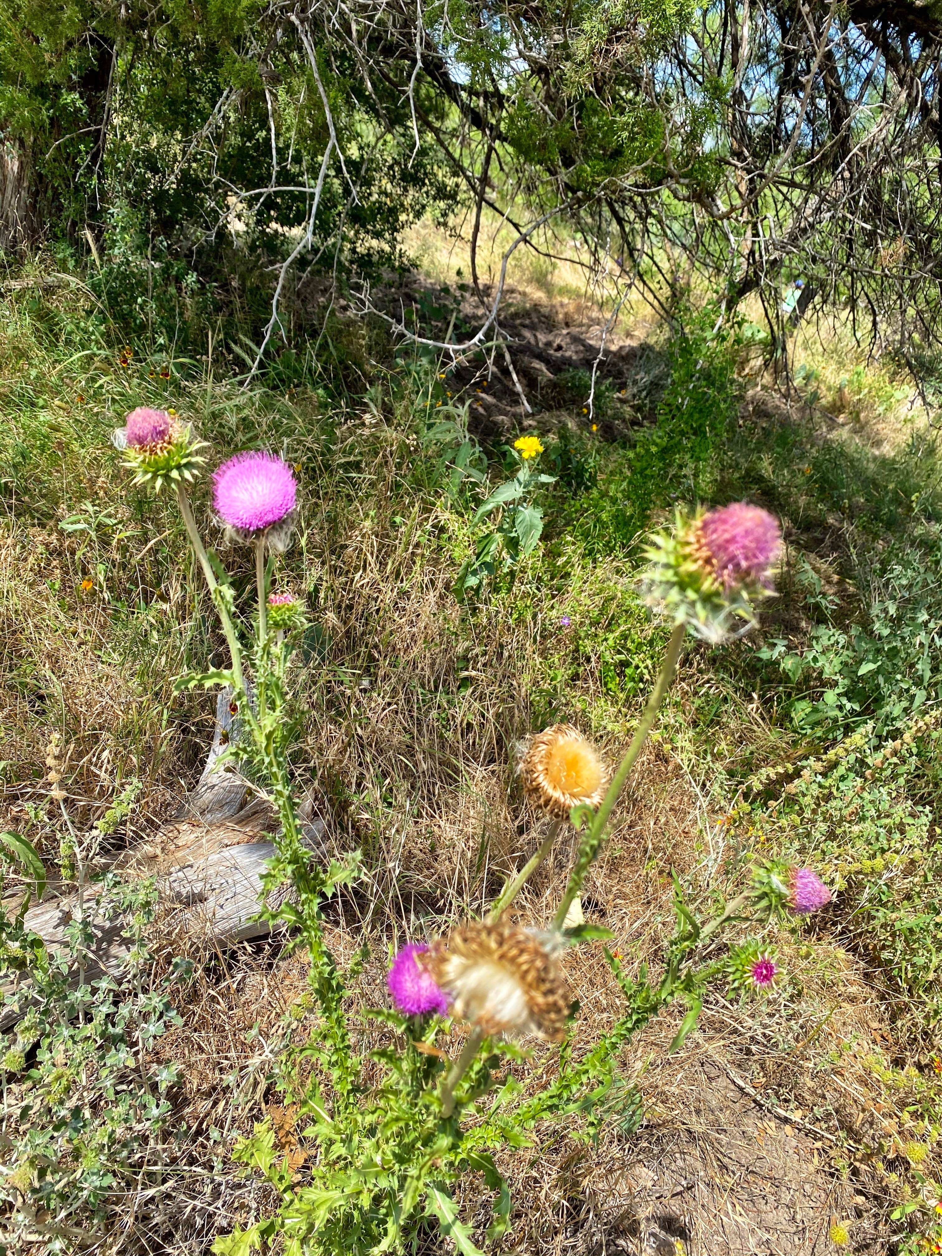 Mic R.'s photo of camping with pets at South Llano River State Park Campground near Telegraph, TX