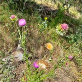 Review photo of South Llano River State Park Campground by Mic R., June 21, 2020