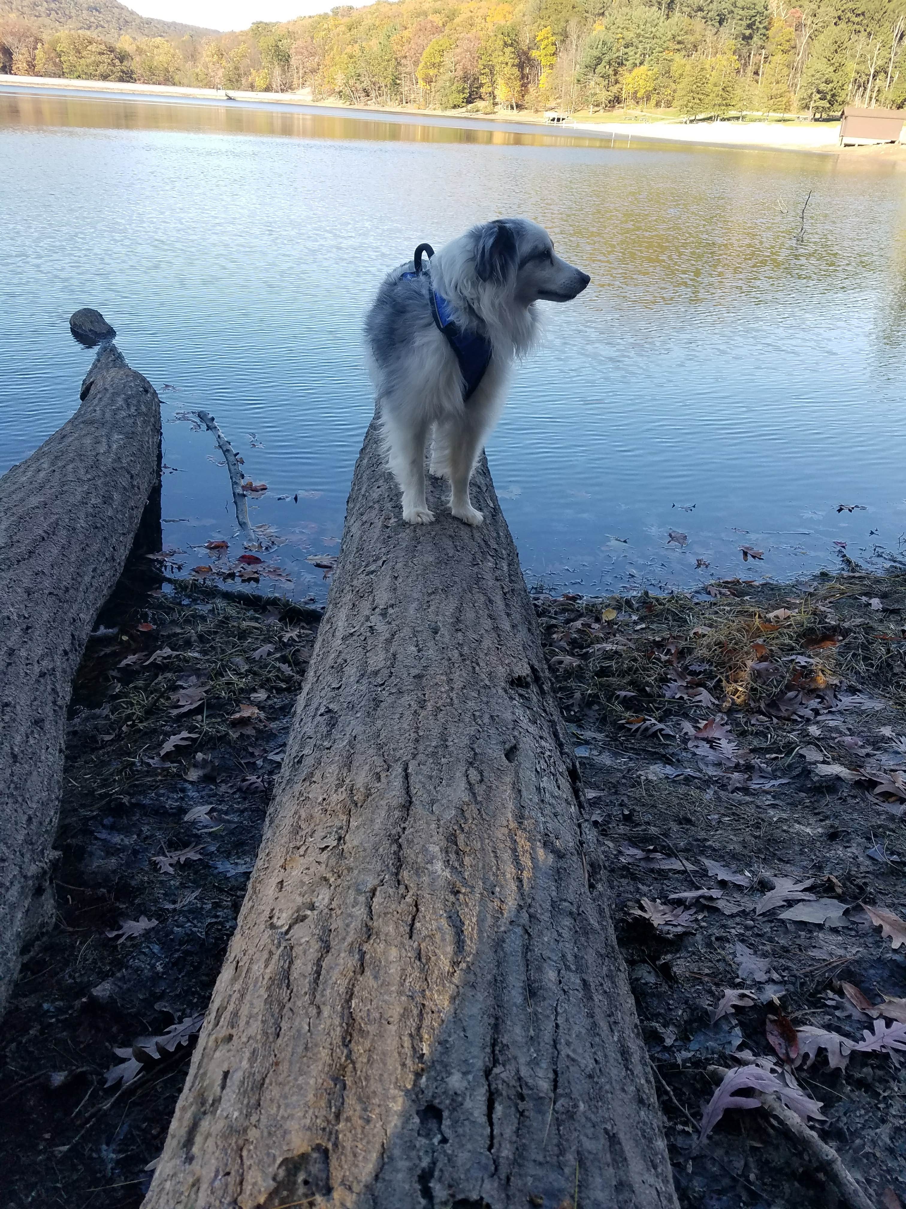 Staci R.'s photo of camping with pets at Cowans Gap State Park Campground near Big Cove Tannery, PA