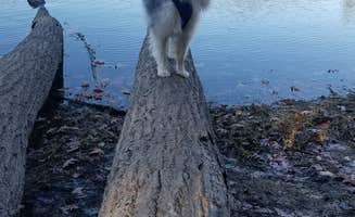 Staci R.'s photo of camping with pets at Cowans Gap State Park Campground near Chambersburg, PA