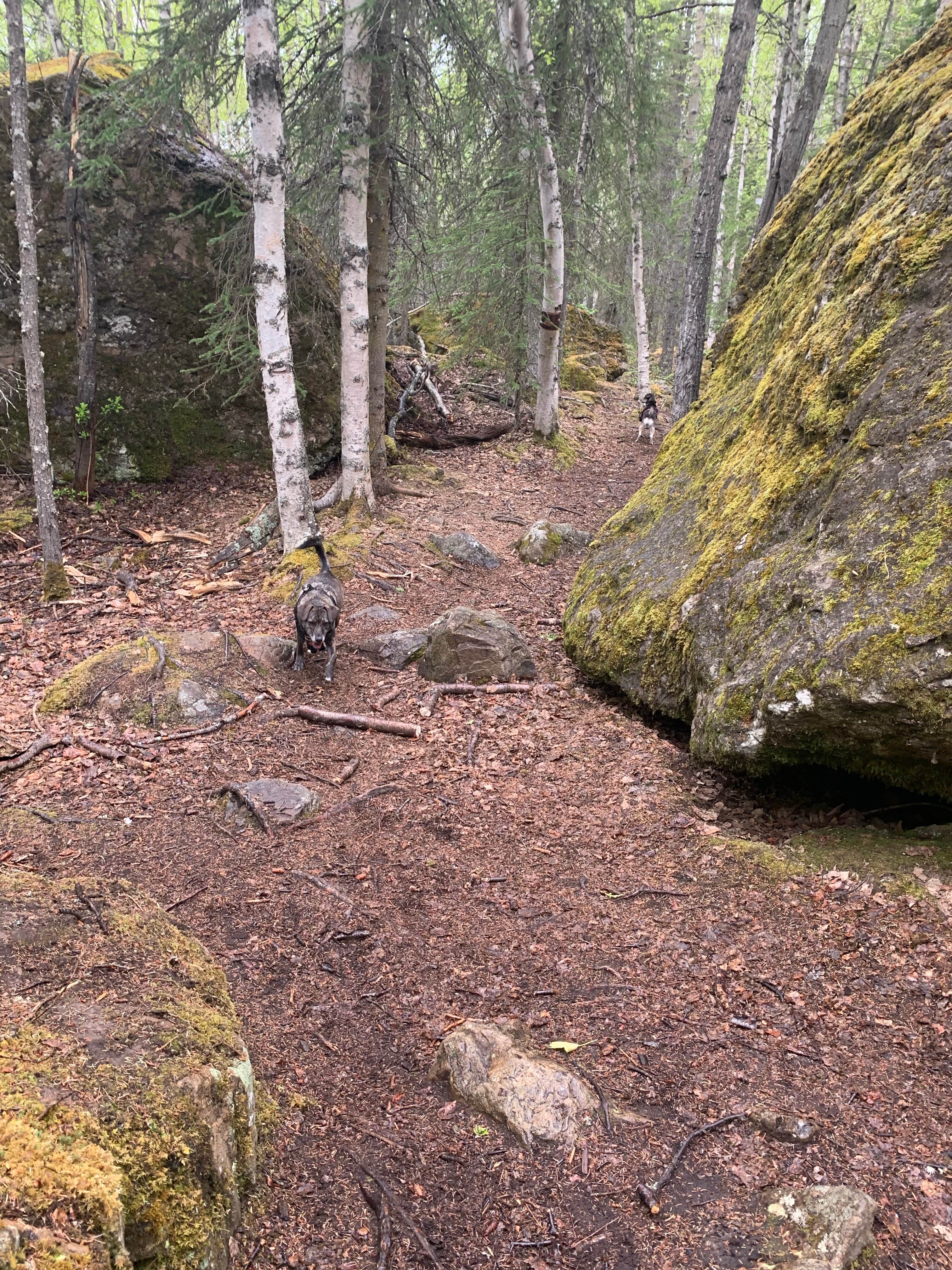 Camper submitted image from Eagle River Nature Center (public use cabins/yurts) - 4