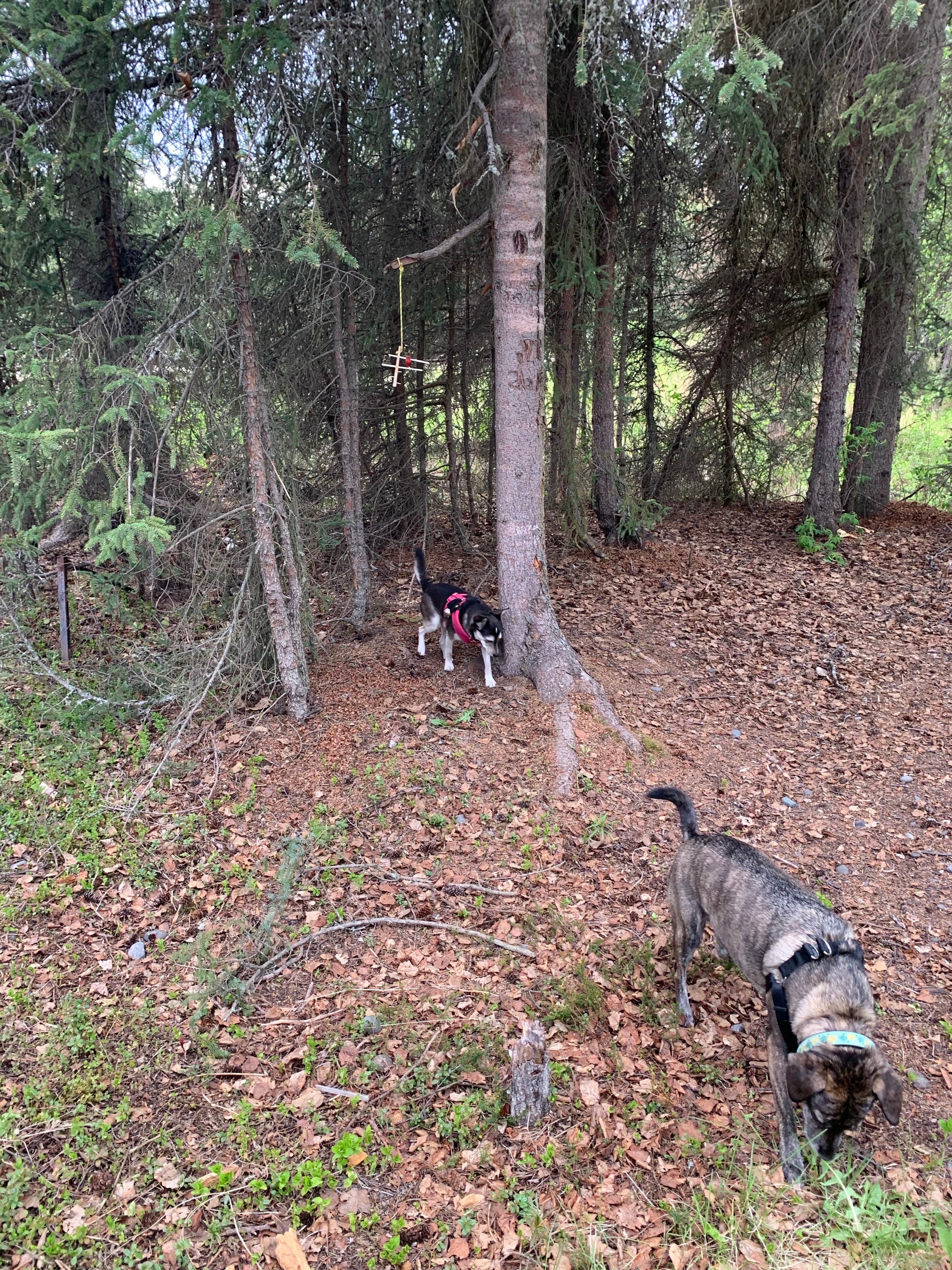 Tanya B.'s photo of camping with pets at Centennial Park & Campground near Cooper Landing, AK