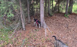 Tanya B.'s photo of camping with pets at Centennial Park & Campground near Ninilchik, AK