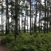 Review photo of Oyster Point Campground by Virginia W., June 21, 2020