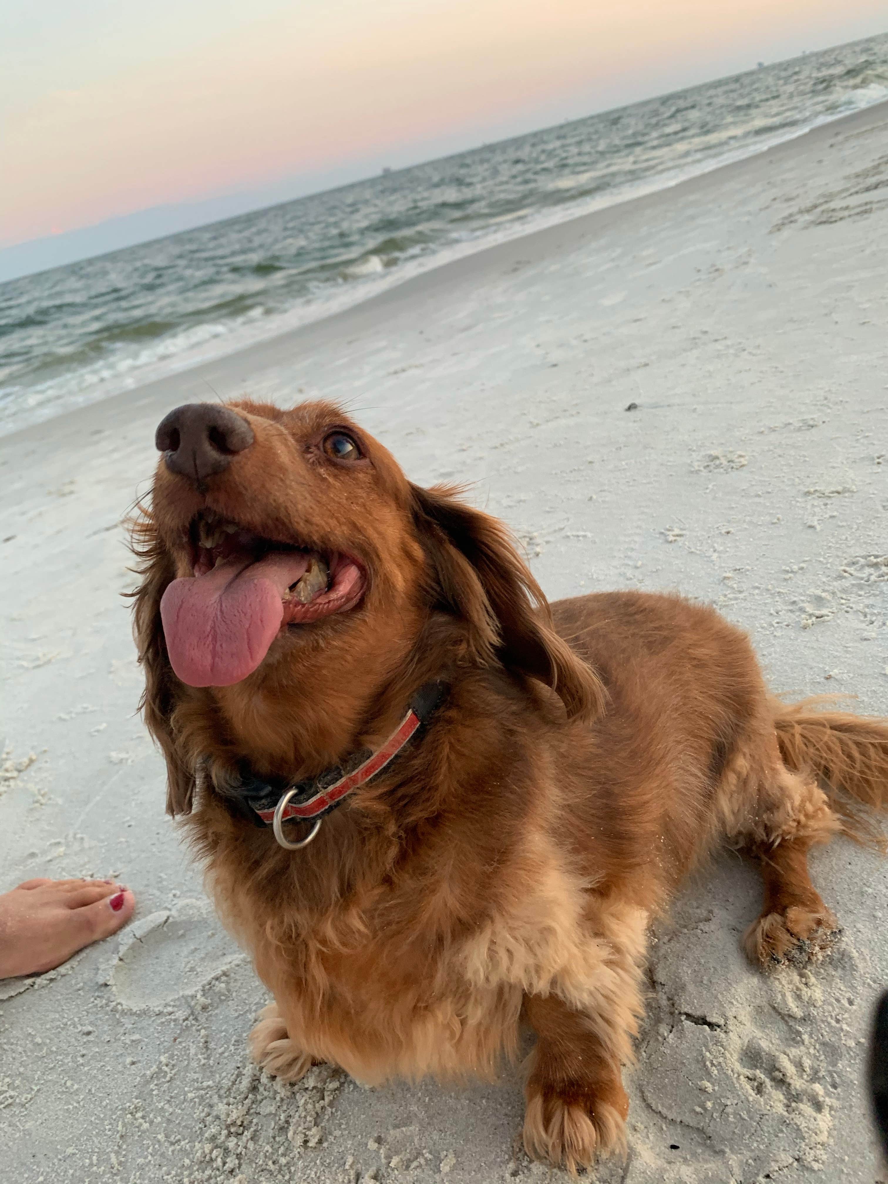 Deborah  P.'s photo of camping with pets at Dauphin Island Campground near Grand Bay, AL