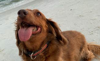 Deborah  P.'s photo of camping with pets at Dauphin Island Campground near Magnolia Springs, AL