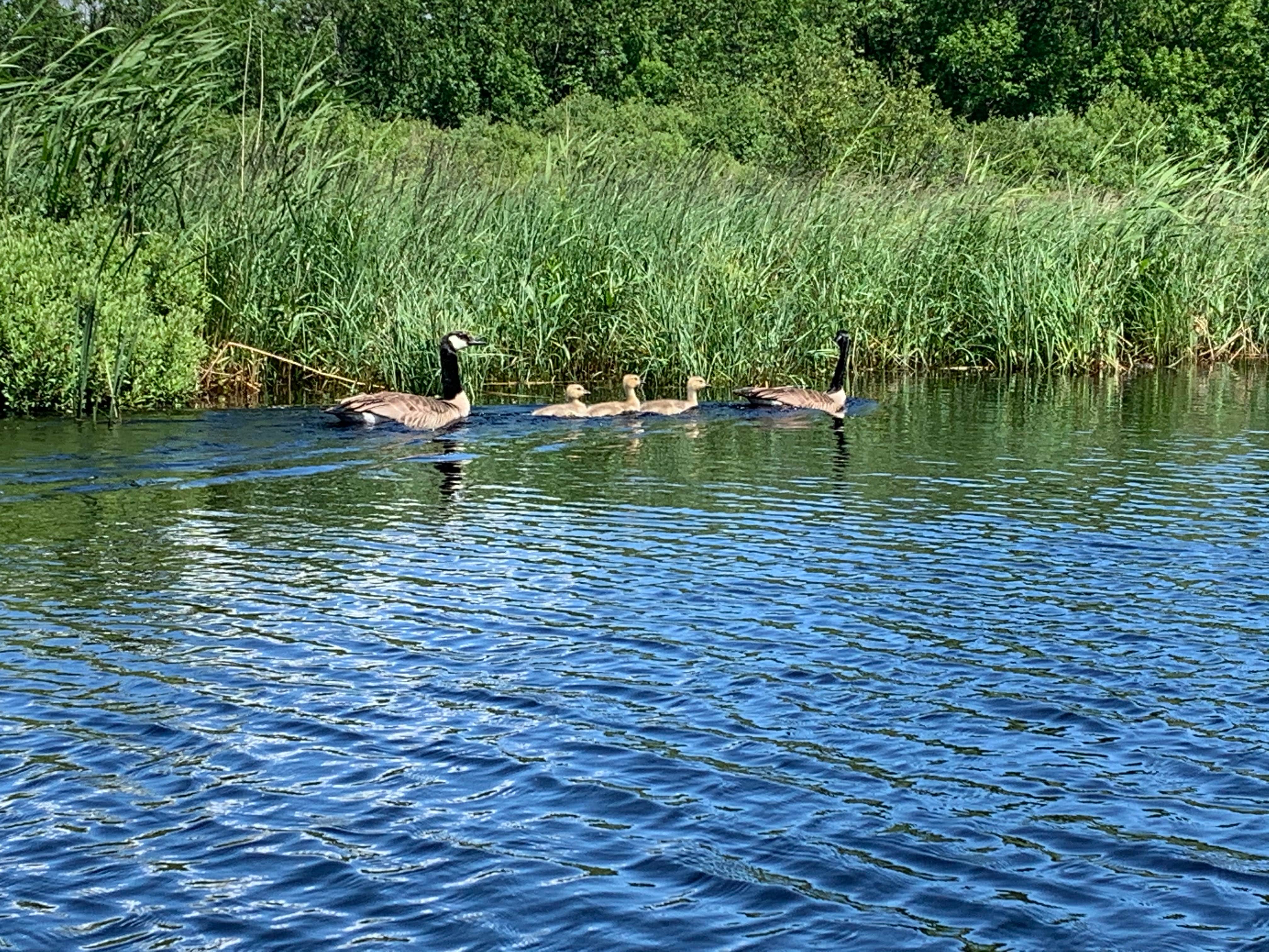 Camper-submitted photo at Big Bog State Recreation Area near Blackduck, MN