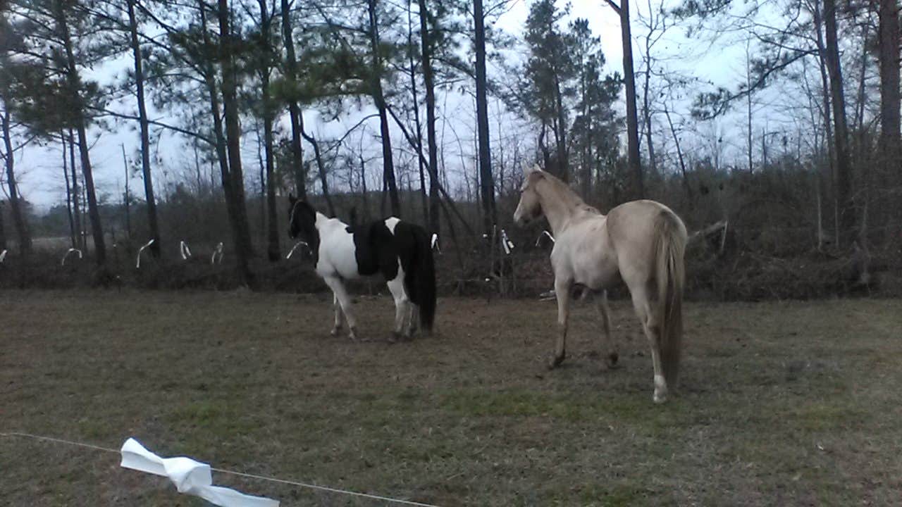 Camper-submitted photo at Double L Farms Campground near Spring Lake, NC