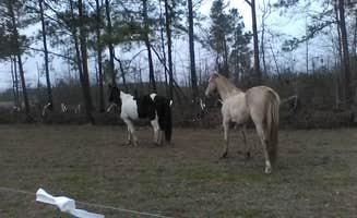 Lisa L.'s photo of camping with a horse at Double L Farms Campground in North Carolina