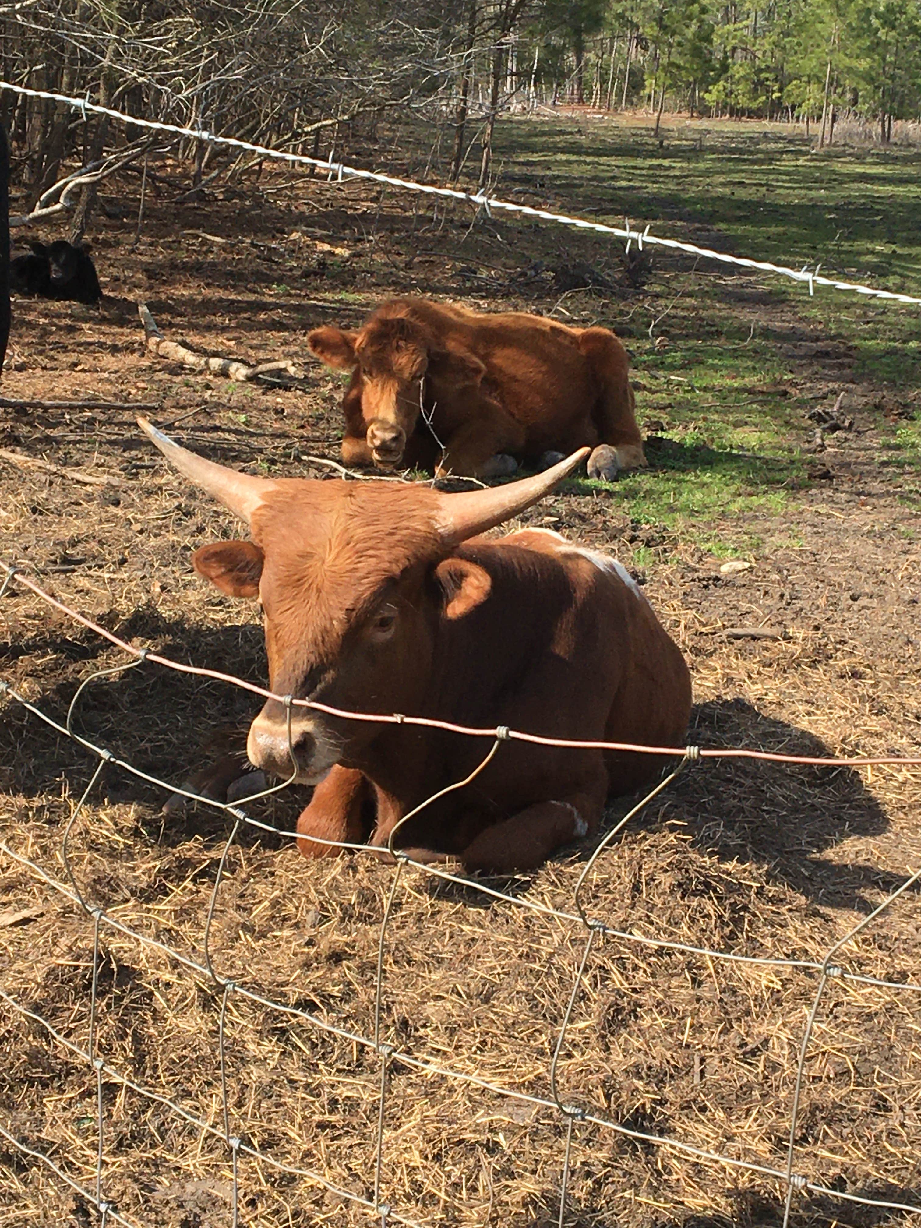 Camper-submitted photo at Double L Farms Campground near Spring Lake, NC