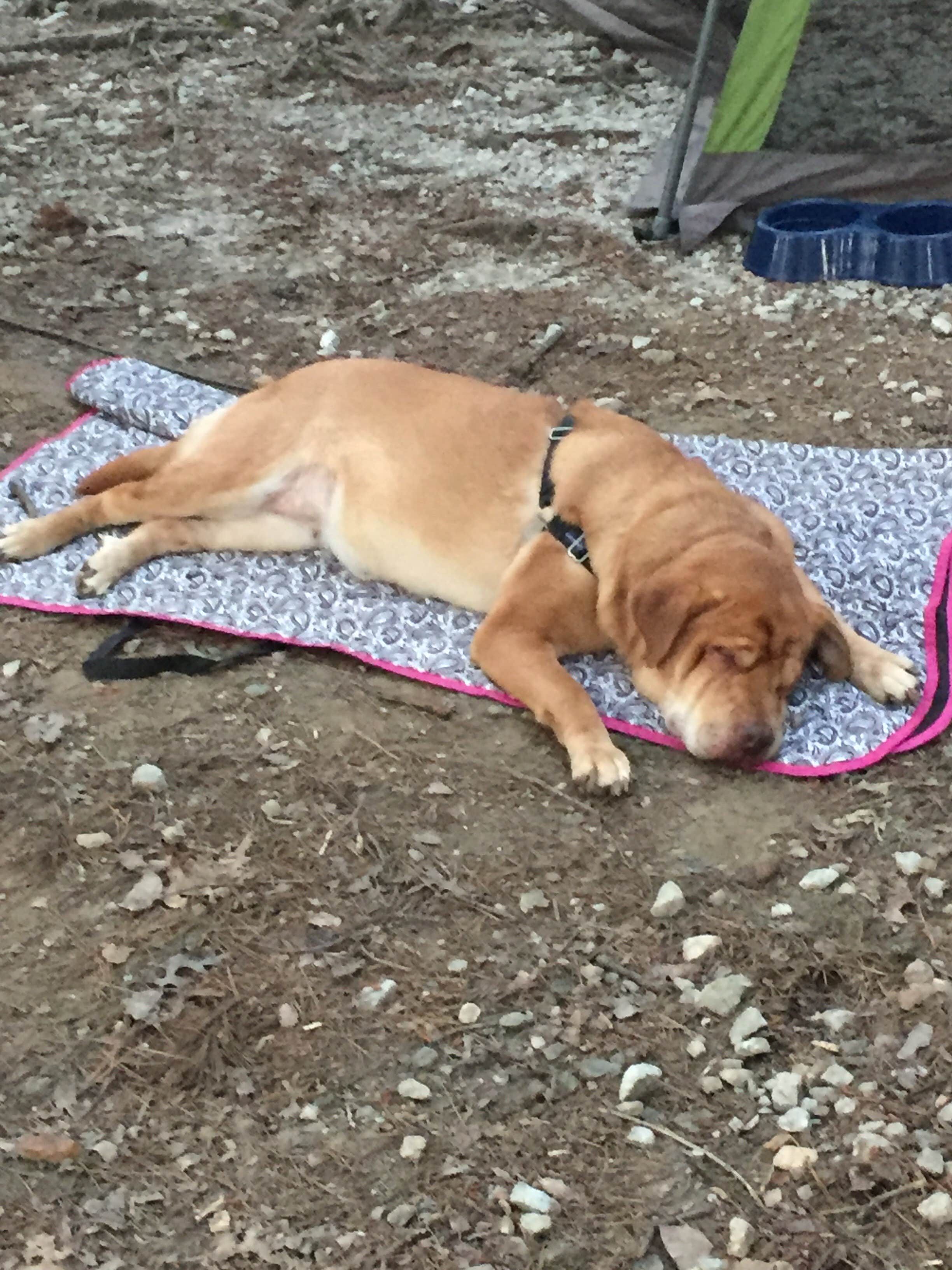 Jay B.'s photo of camping with pets at Oconee State Park Campground near Cashiers, NC