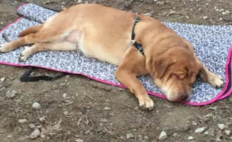 Jay B.'s photo of camping with pets at Oconee State Park Campground near Seneca, SC