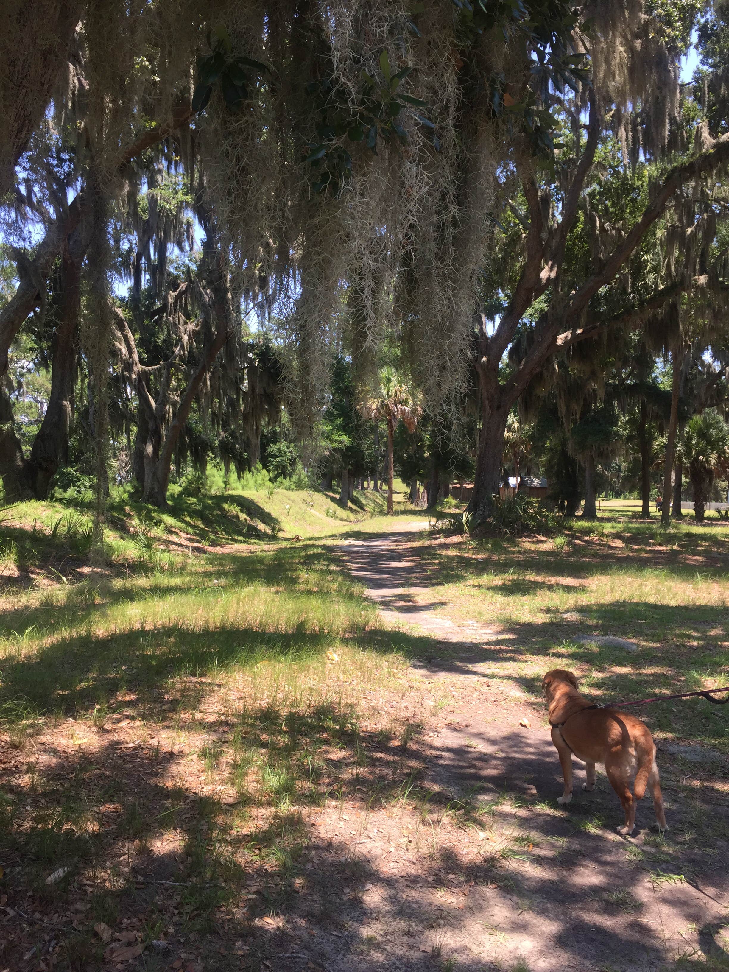 Jay B.'s photo of camping with pets at Fort McAllister State Park Campground near Hardeeville, SC