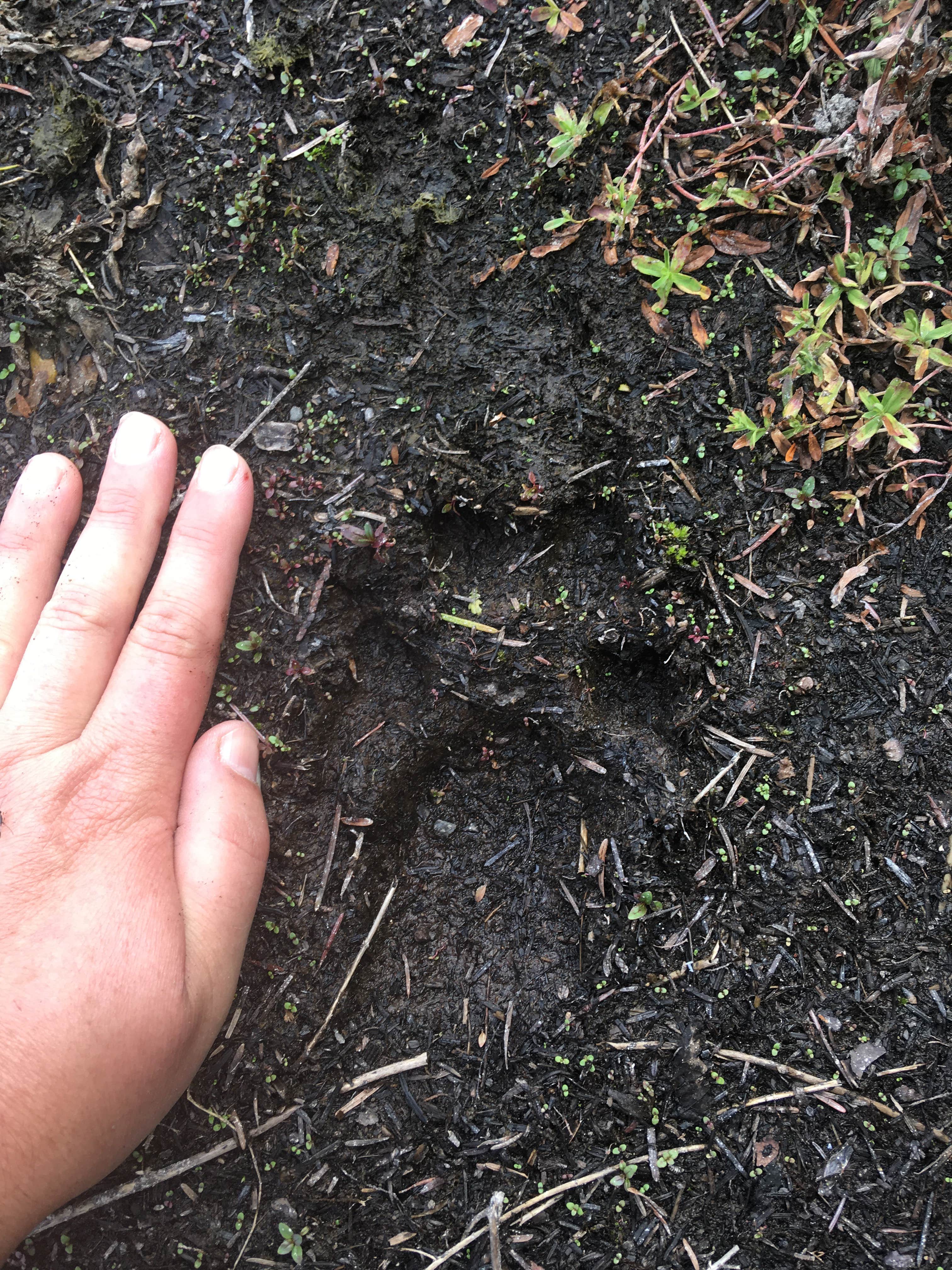Camper-submitted photo at Ice Cap Campground near Willamette National Forest