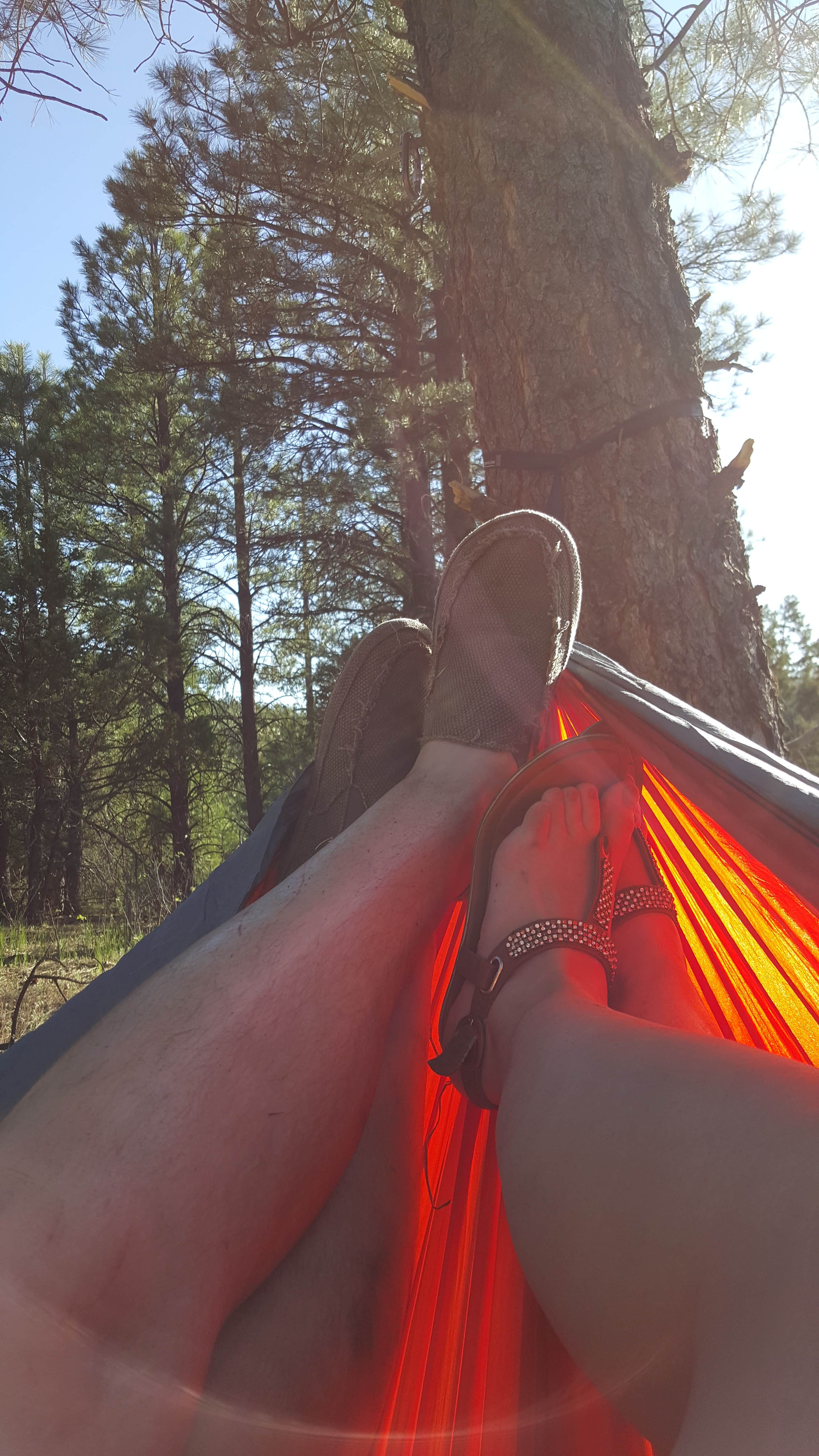 Camper submitted image from Clear Creek Area Dispersed — Grand Canyon National Park - 4