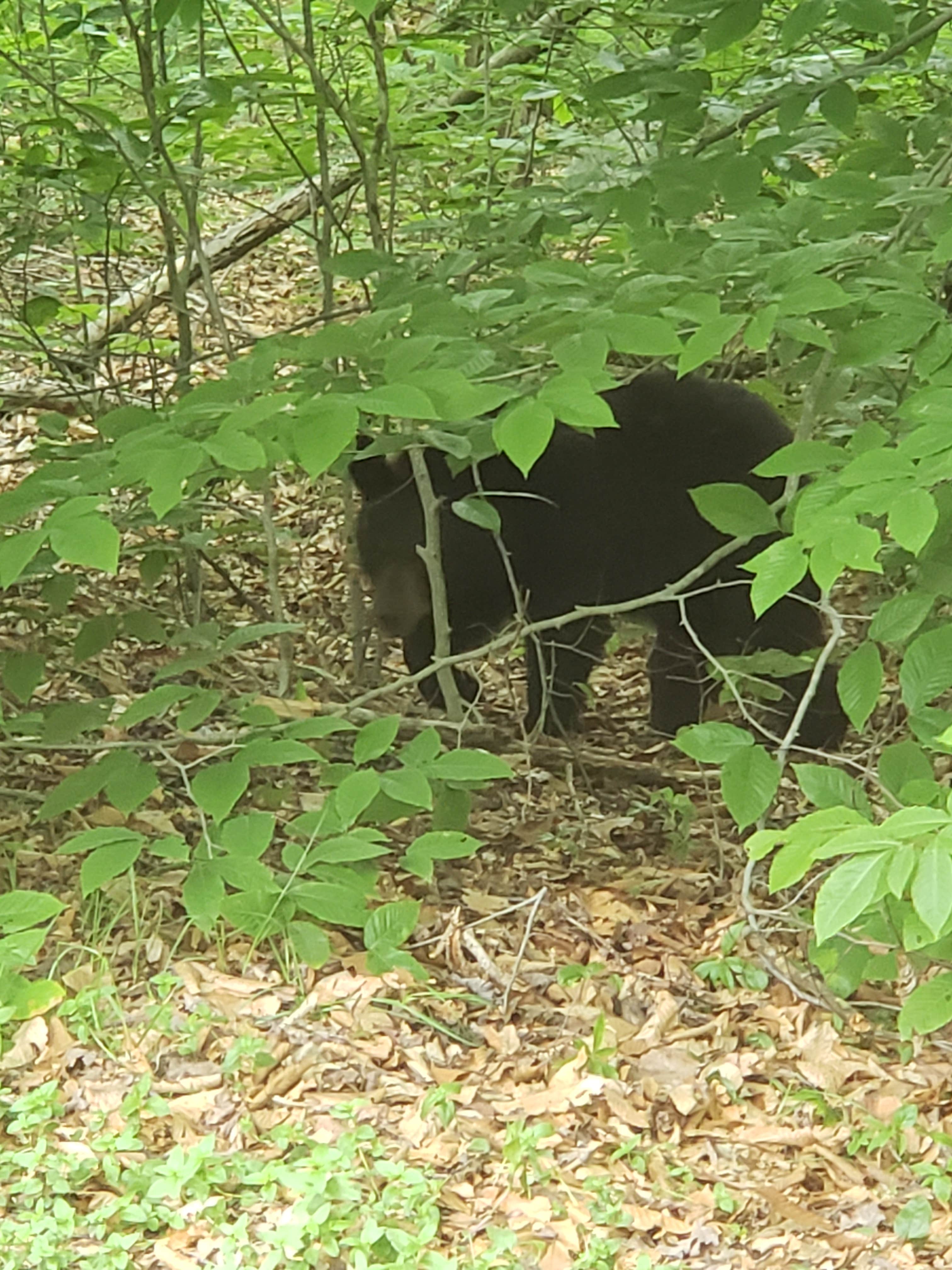 Erik M.'s photo of camping with pets at Tobyhanna State Park Campground near Peckville, PA