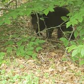 Review photo of Tobyhanna State Park Campground by Erik M., June 22, 2020