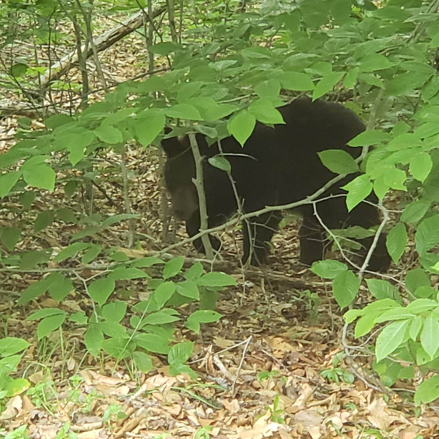Erik M.'s photo of camping with pets at Tobyhanna State Park Campground near Stroudsburg, PA