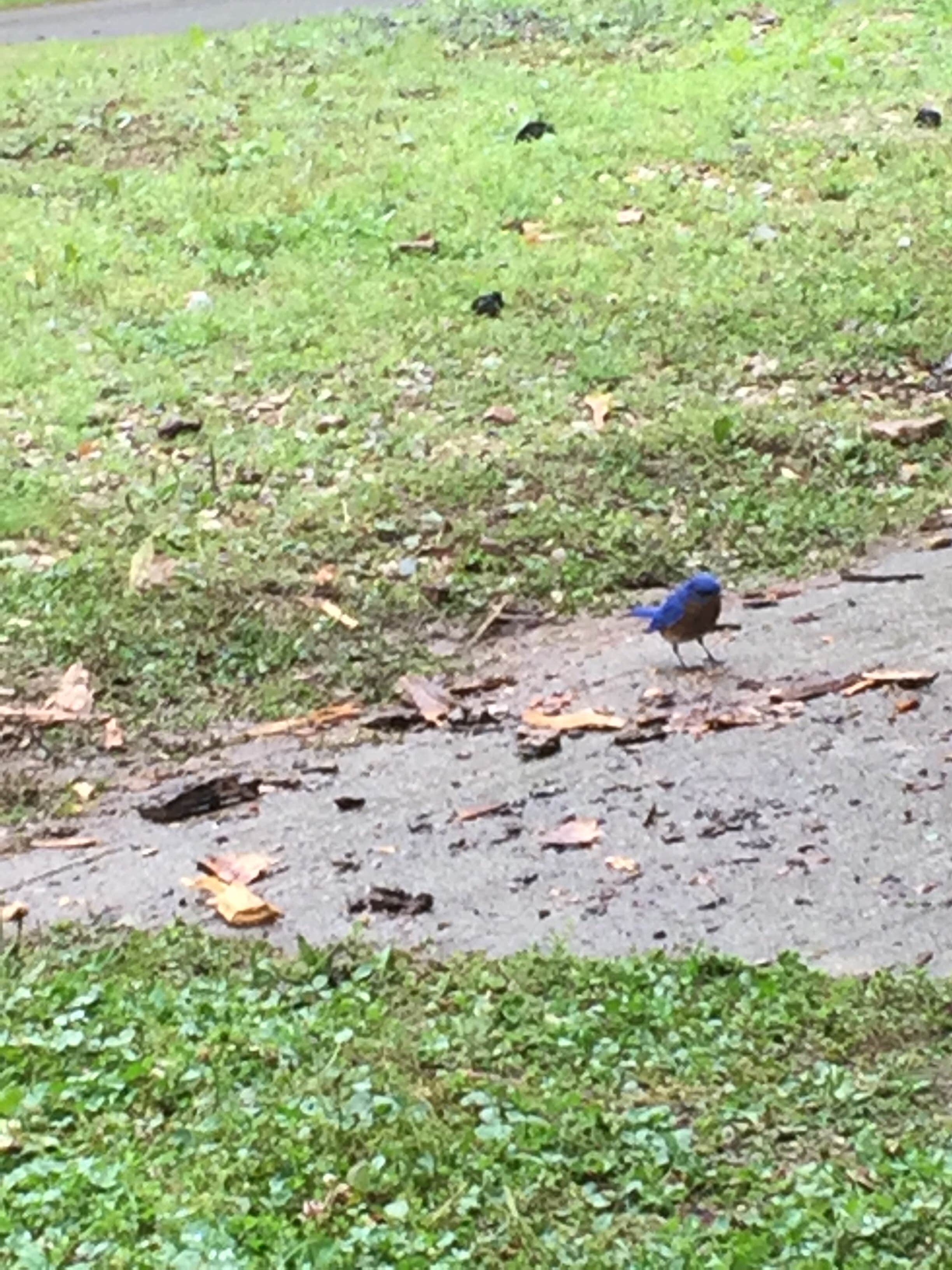 Camper-submitted photo at Spavinaw — Grand Lake State Park near Disney, OK