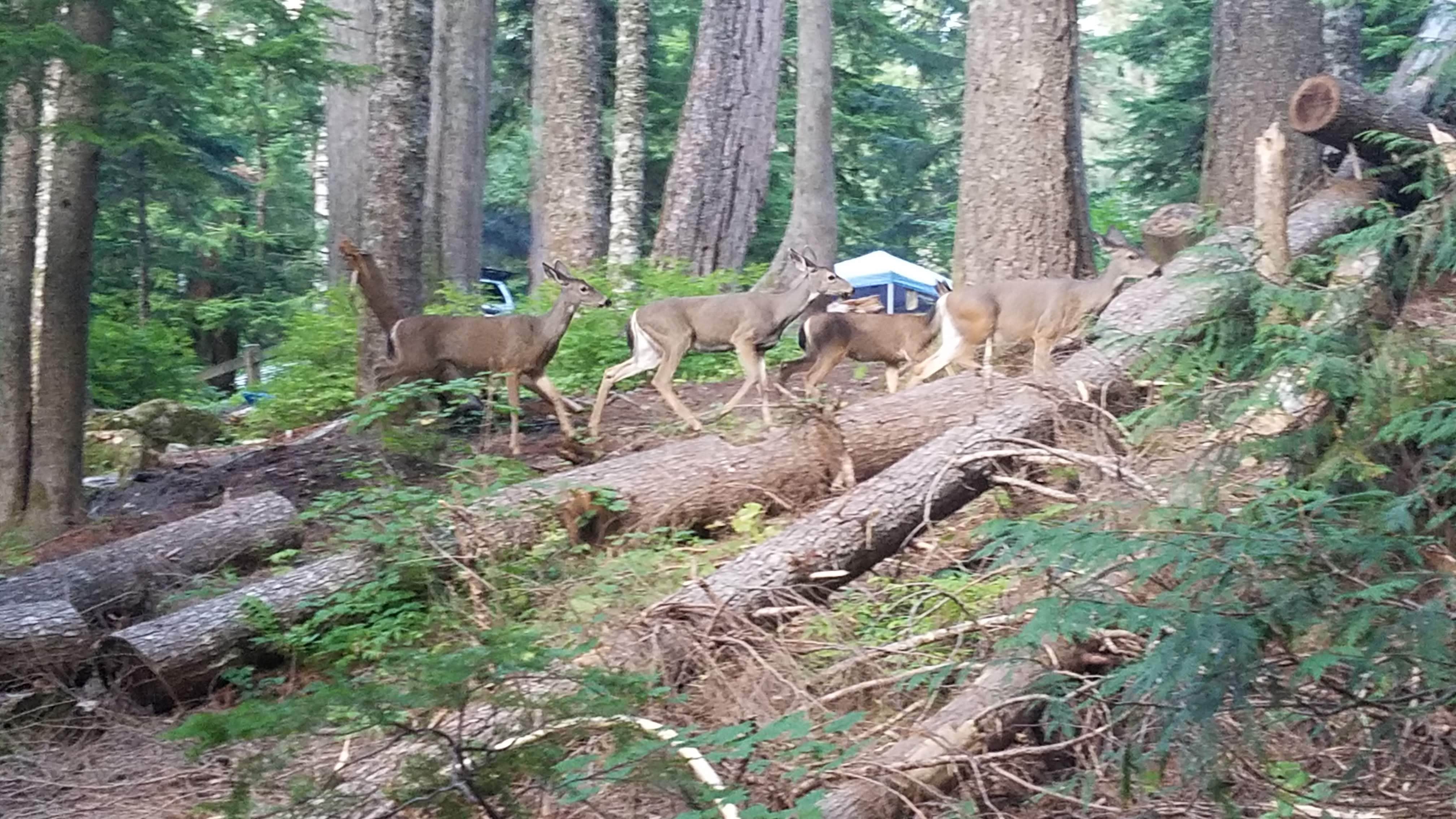 Raphaela H.'s photo of camping with pets at Lost Lake Resort And Campground — Mt. Hood National Forest near Sandy, OR