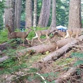 Review photo of Lost Lake Resort And Campground — Mt. Hood National Forest by Raphaela H., June 23, 2020