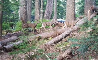 Raphaela H.'s photo of camping with pets at Lost Lake Resort And Campground — Mt. Hood National Forest near Columbia River Gorge National Scenic Area