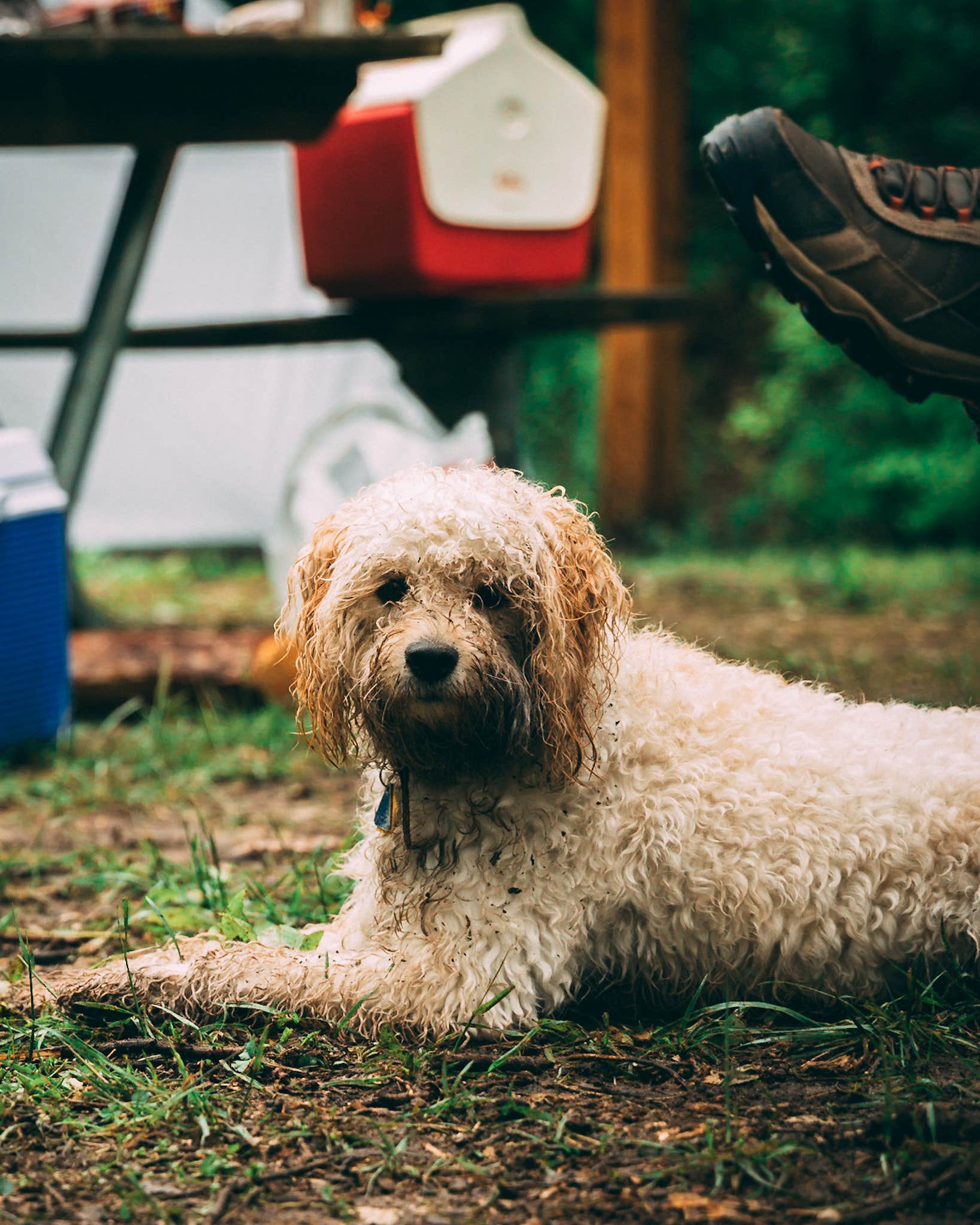 Tony M.'s photo of camping with pets at Klondike Park near St. Charles, MO