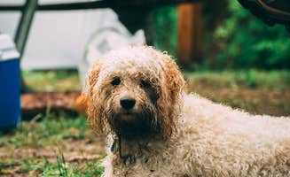 Tony M.'s photo of camping with pets at Klondike Park near Cottleville, MO