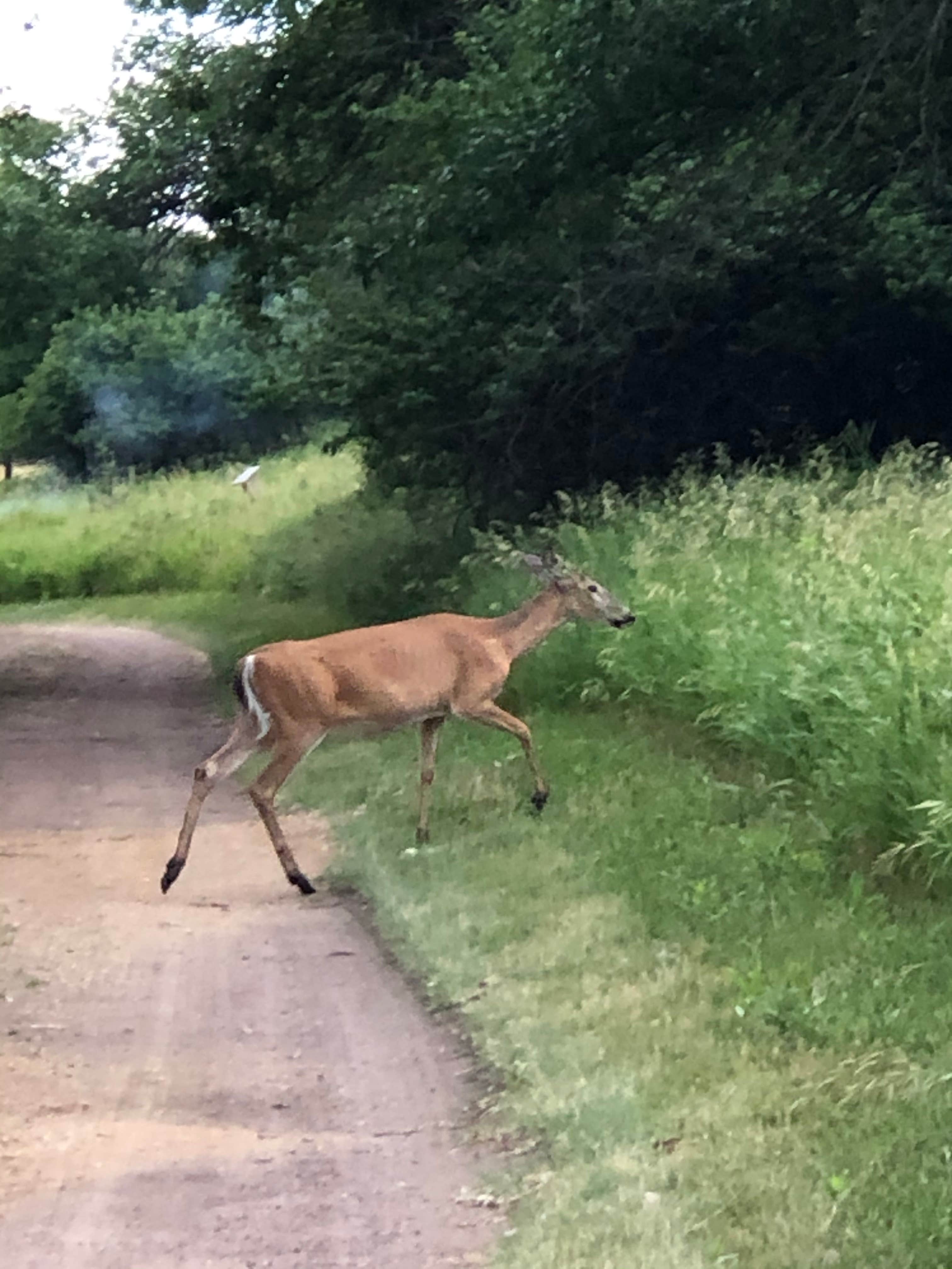 Camper submitted image from Big Stone Lake State Park Campground - 3