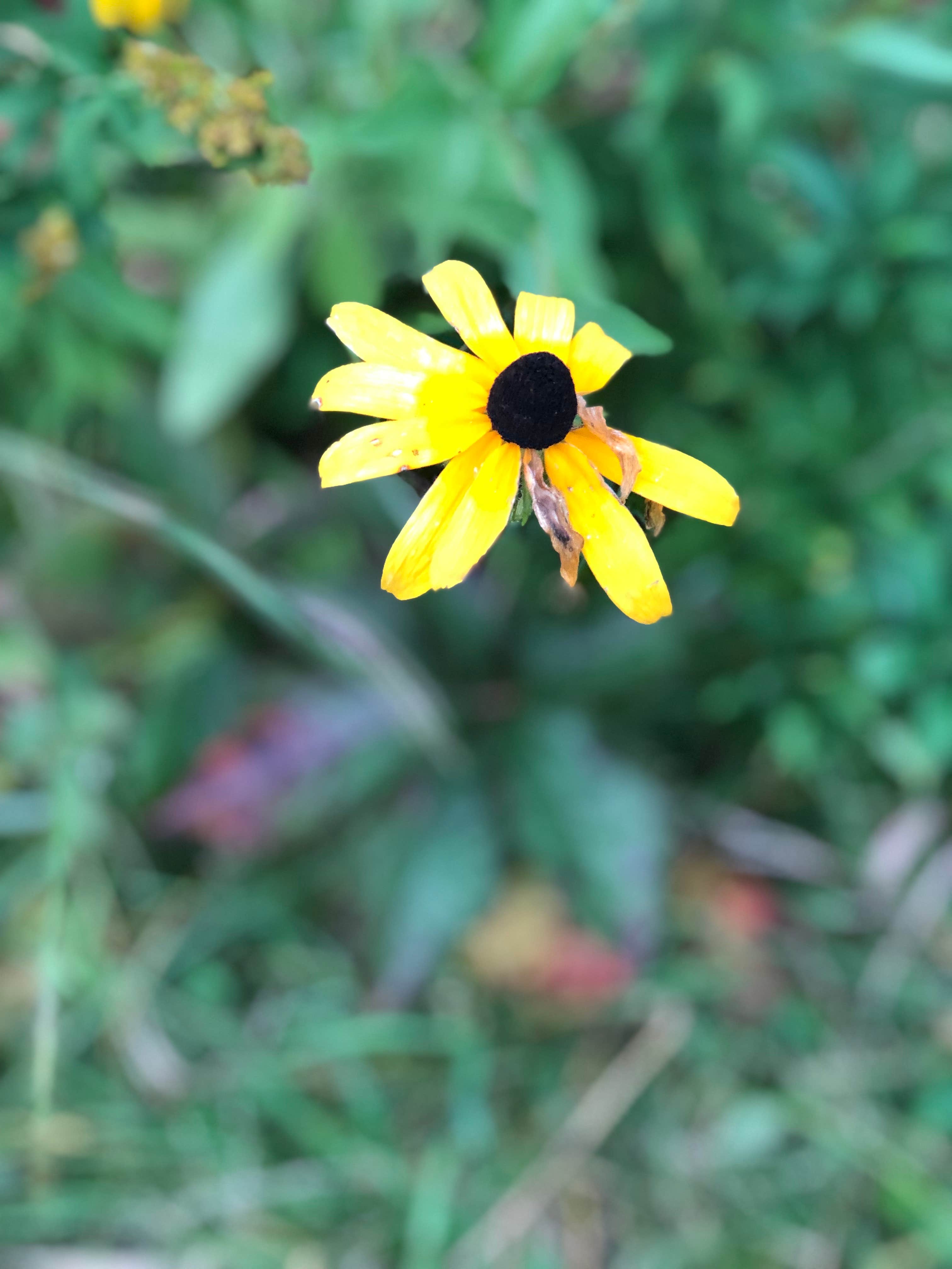 Buffalo River State Park Campground