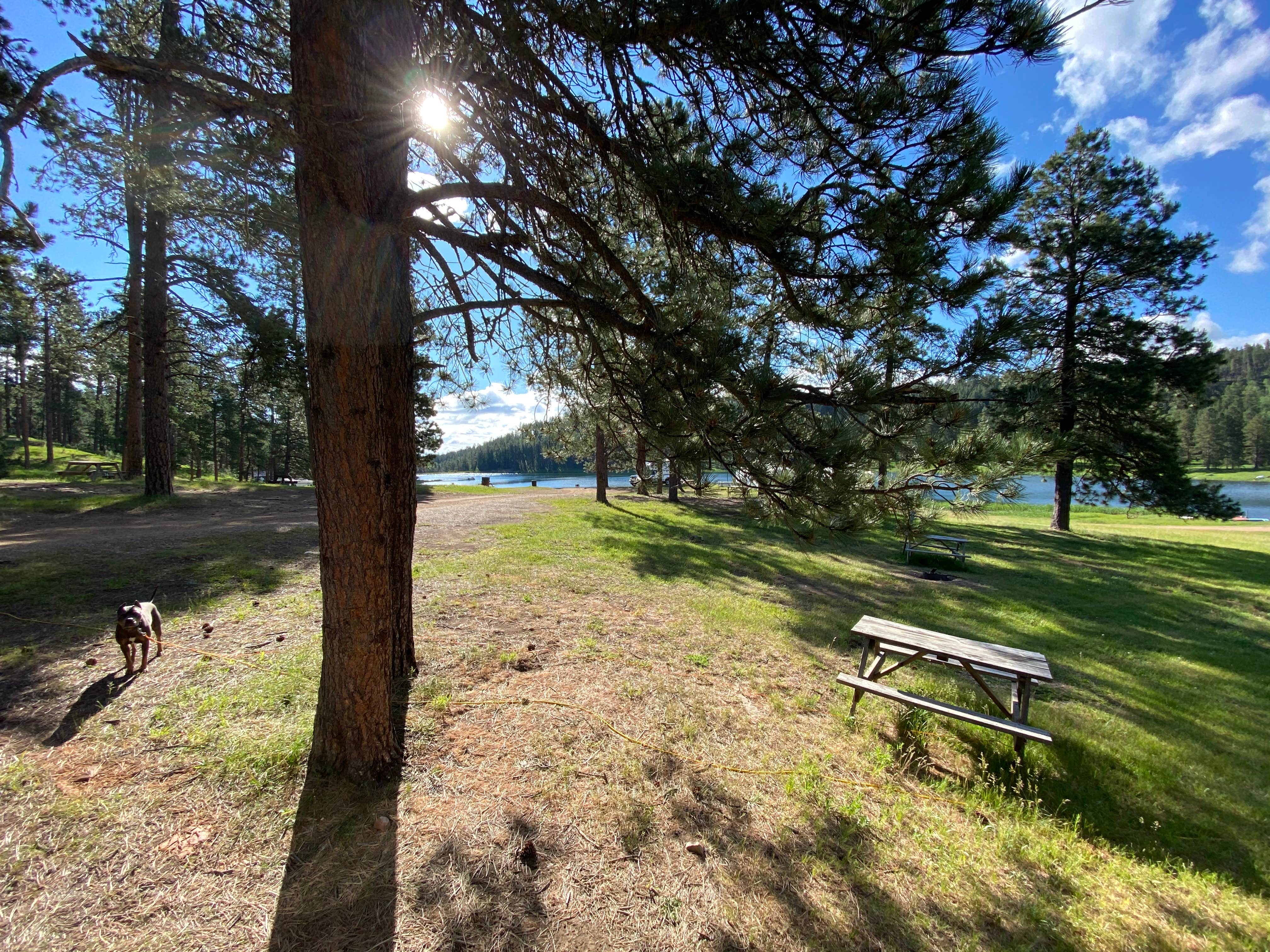 Hannah P.'s photo of camping with pets at Iron Creek Lake Campground near Devils Tower National Monument