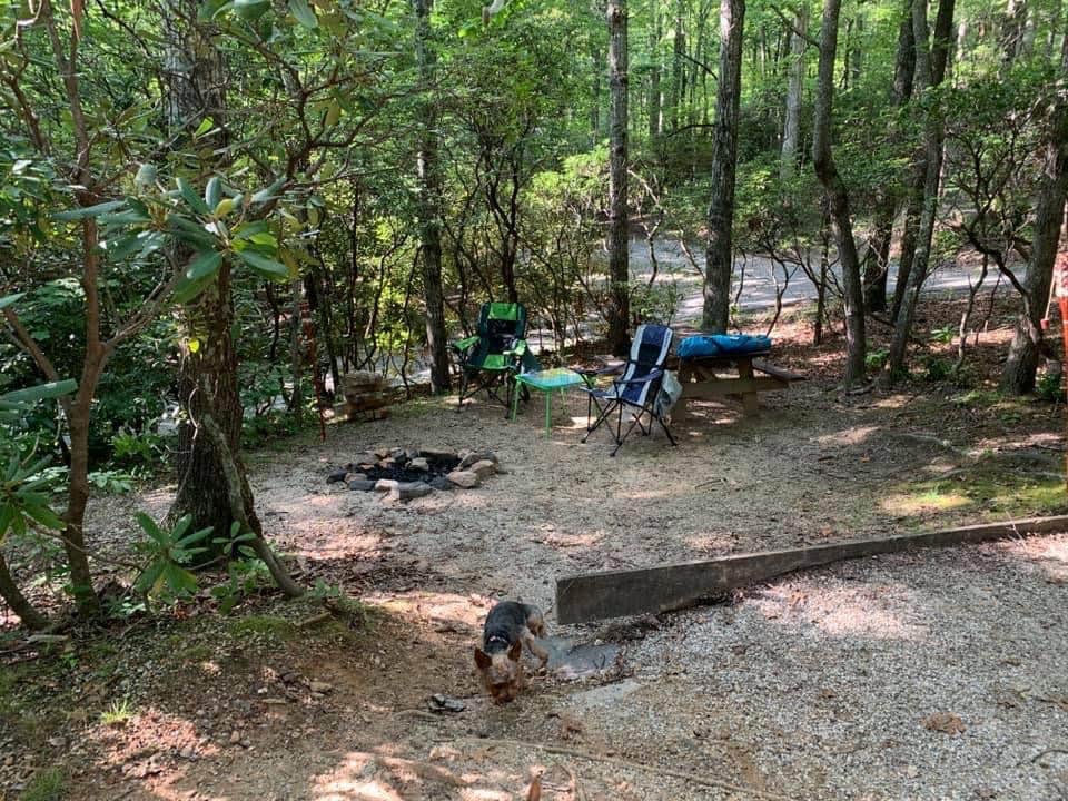 Chris Y.'s photo of camping with pets at Spacious Skies Bear Den near Beech Mountain, NC