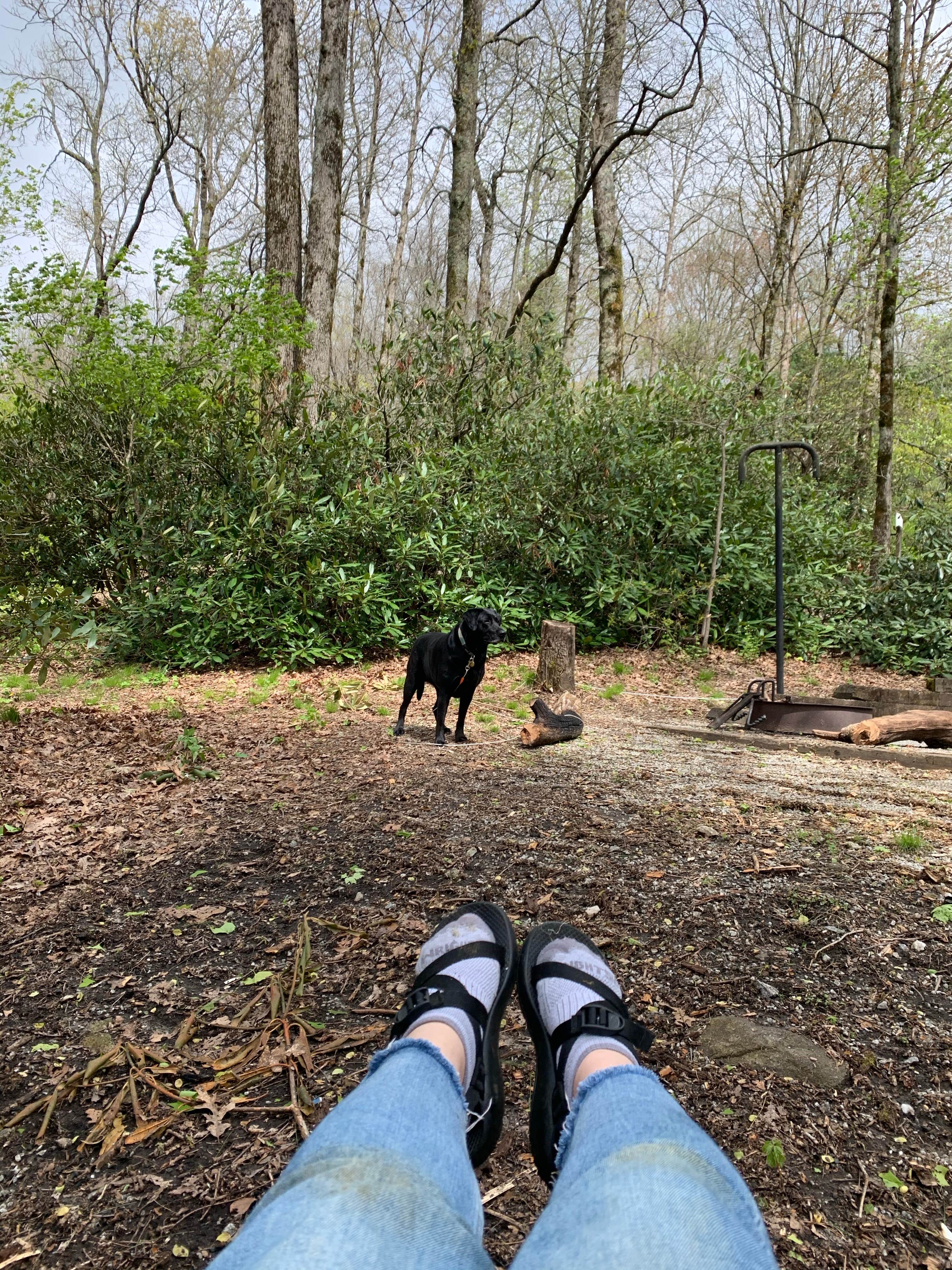 Elizabeth G.'s photo of camping with pets at Black Rock Mountain State Park Campground near Cashiers, NC