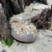 Review photo of Little Tybee Island Dispersed by Elizabeth G., June 23, 2020