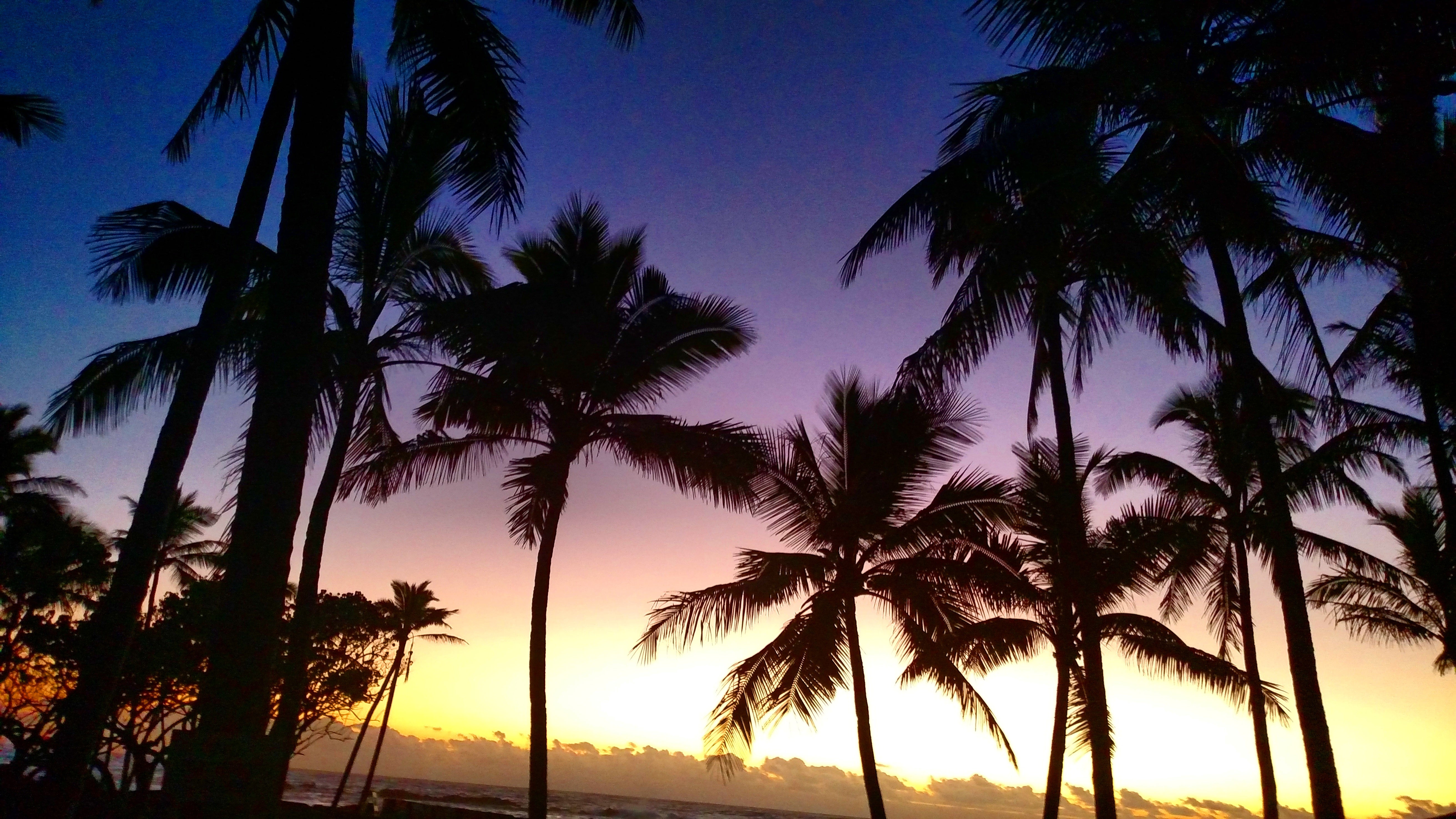 Sunset on the palms