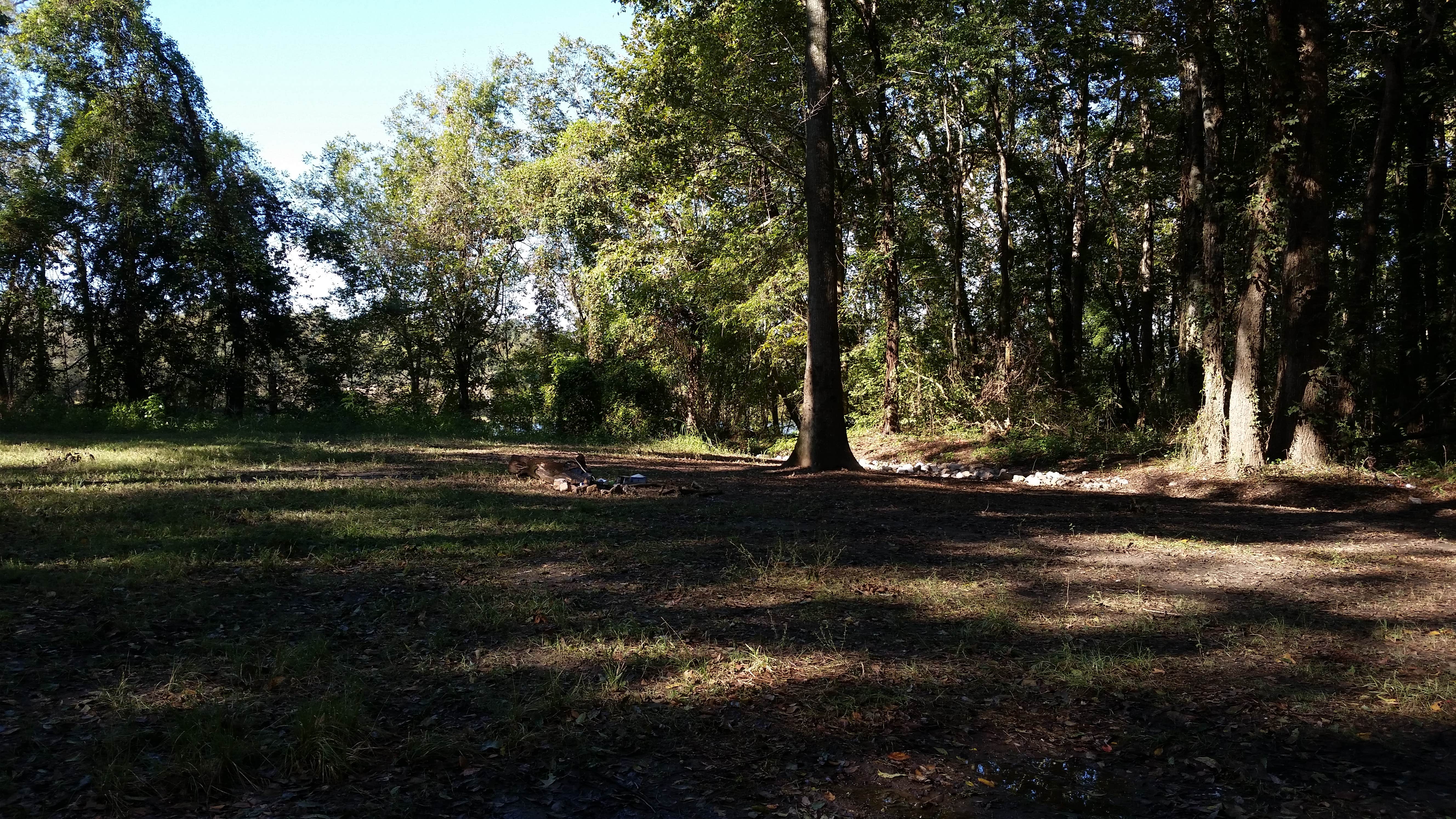 Camper submitted image from Richard K. Yancy Sand Levee Campground - 1