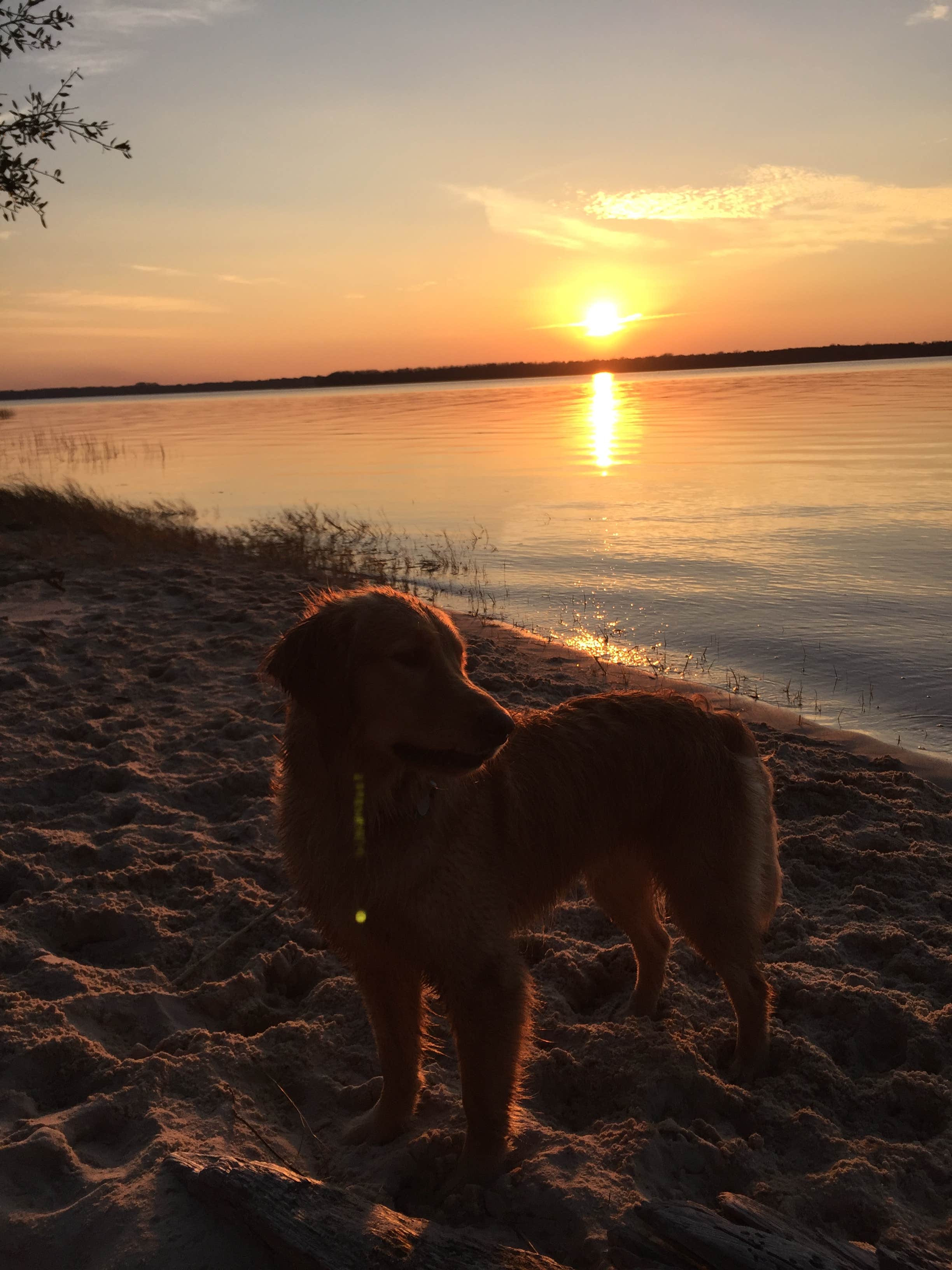Angel K.'s photo of camping with pets at Carolina Beach State Park Campground near North Topsail Beach, NC