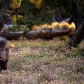 Review photo of Desert View Campground — Grand Canyon National Park by Tara S., October 30, 2017